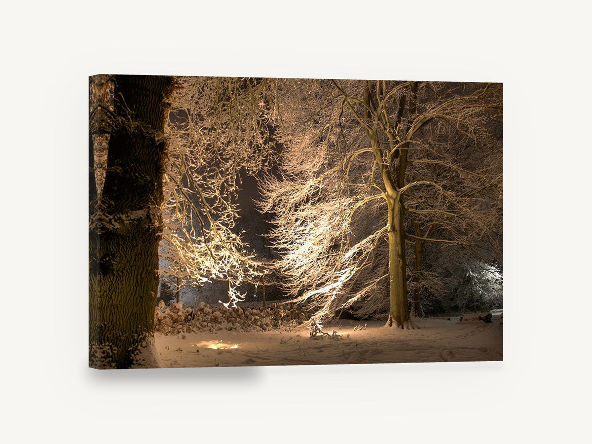 Lantern-Lit Snowy Beeches, snow covered trees at night photograph, landscape canvas wall art print ready to hang