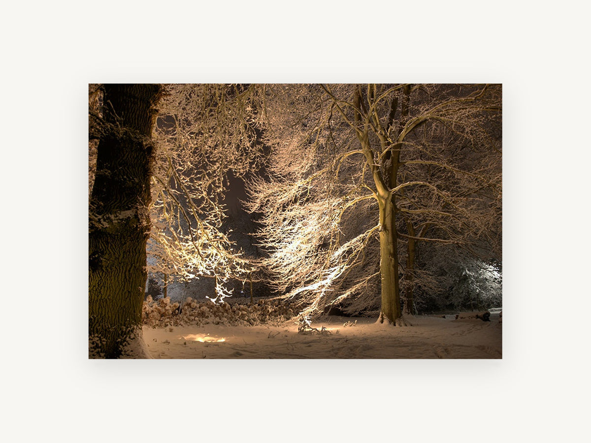 Lantern-Lit Snowy Beeches, snow covered trees at night photograph, landscape canvas wall art print, front view