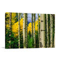 Aspen Grove In Autumn Wall Art Print