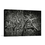 Lowland Winter Forest Wall Art Print