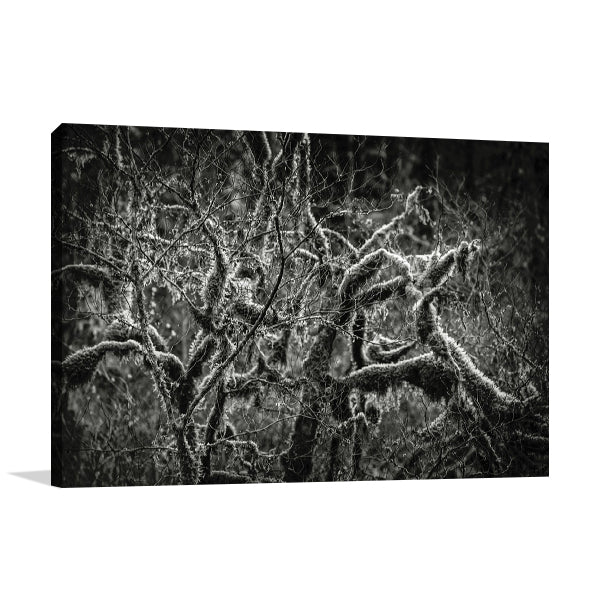 Lowland Winter Forest Wall Art Print