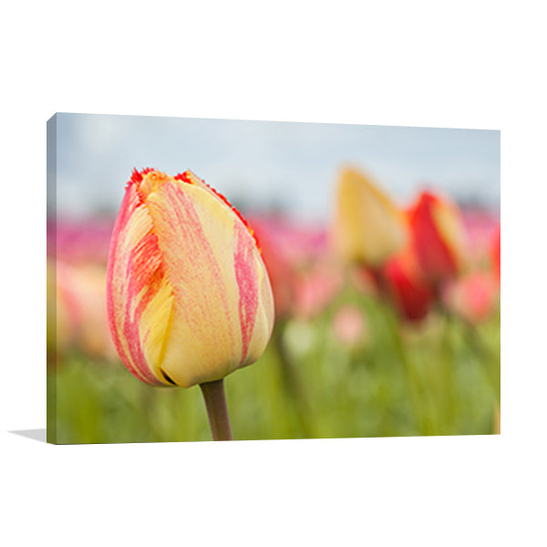Spring Sherbet Wall Art Print