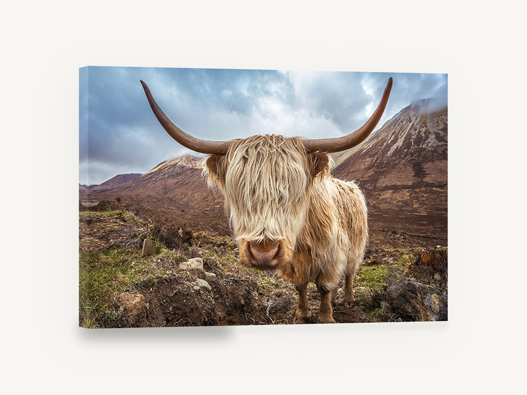 Shaggy Highland Cow, highland cow mountain photograph, landscape canvas wall art print ready to hang