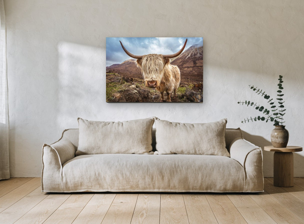 Shaggy Highland Cow landscape canvas print on the wall of a living room
