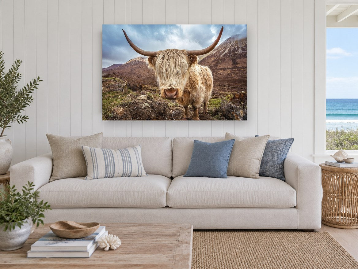 Shaggy Highland Cow landscape canvas print on the wall of a beach house living room