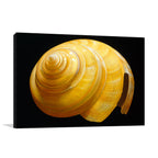 Australian Slit Shell Wall Art Print