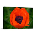 Orange Poppy Wall Art Print