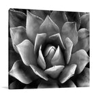 Succulent II Wall Art Print