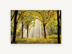Golden Forest Light, sunbeams through golden autumn forest, landscape canvas wall art print, front view