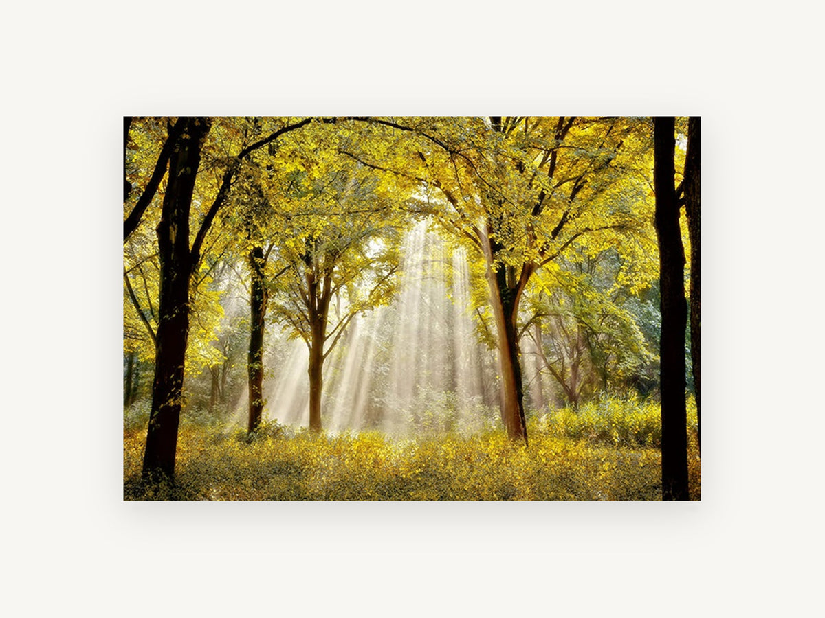 Golden Forest Light, sunbeams through golden autumn forest, landscape canvas wall art print, front view