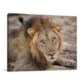 Eyes of a Lion Wall Art Print