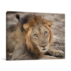Eyes of a Lion Wall Art Print