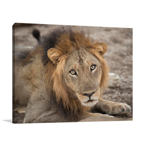 Eyes of a Lion Wall Art Print