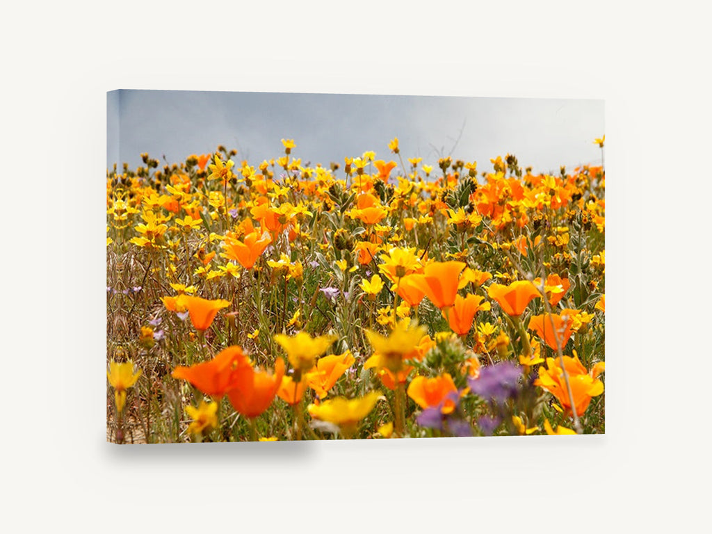 Poppy Hillside Bloom, orange poppy wildflower meadow photograph, floral canvas wall art print ready to hang