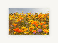 Poppy Hillside Bloom, floral canvas wall art print, front view