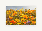 Poppy Hillside Bloom, floral canvas wall art print, front view