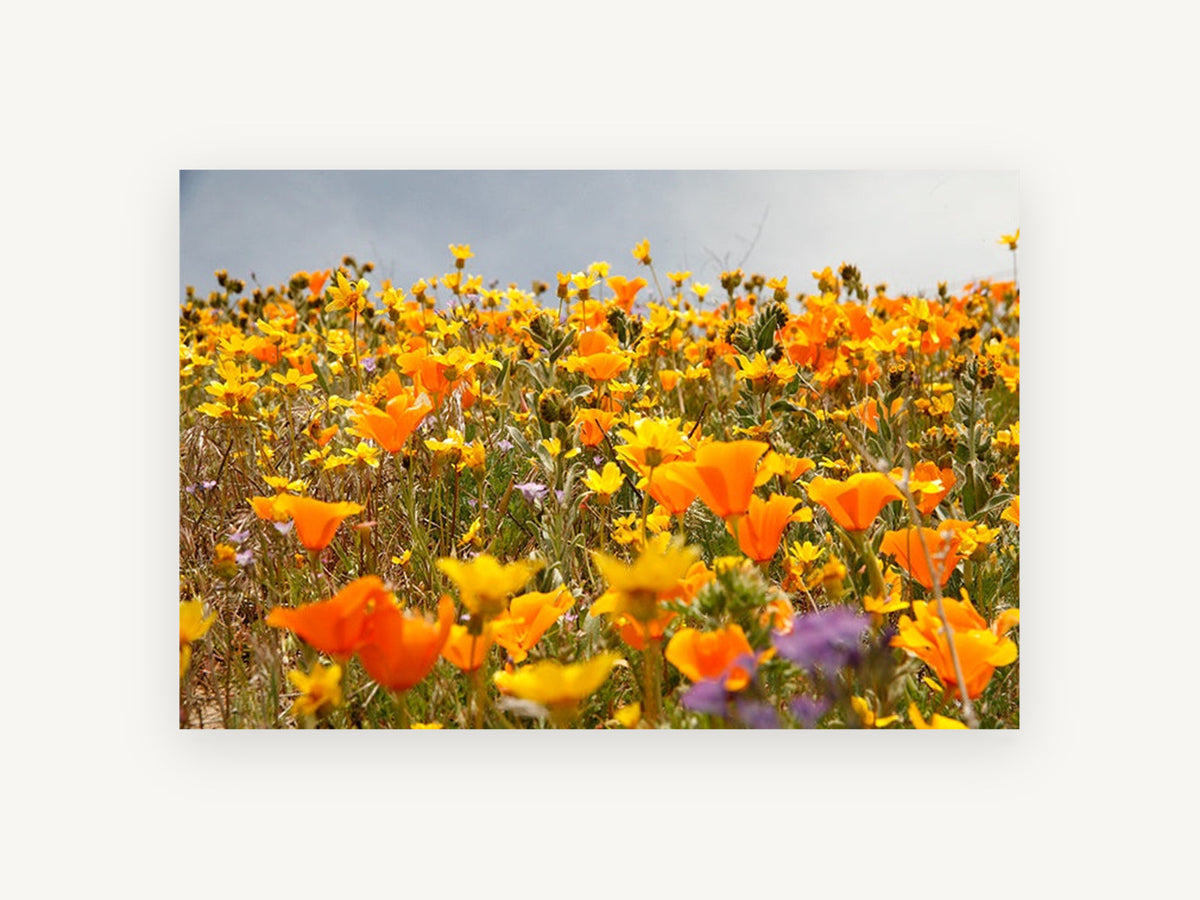Poppy Hillside Bloom, floral canvas wall art print, front view