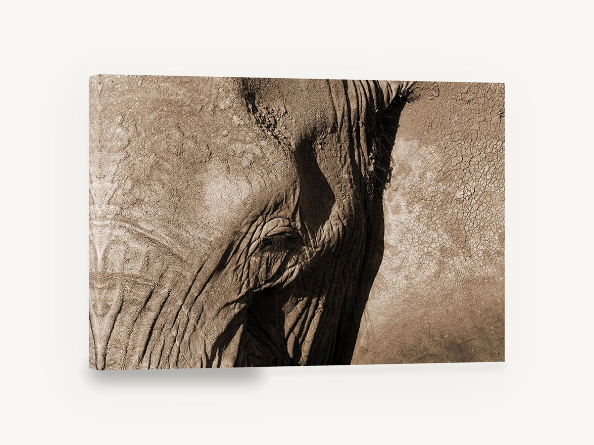 Elephant in Sepia, sepia elephant close up photograph, animal canvas wall art print ready to hang