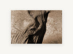 Elephant in Sepia, sepia elephant close up photograph, animal canvas wall art print, front view