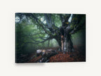 Old Beech in Morning Fog, misty old tree forest photograph, landscape canvas wall art print ready to hang