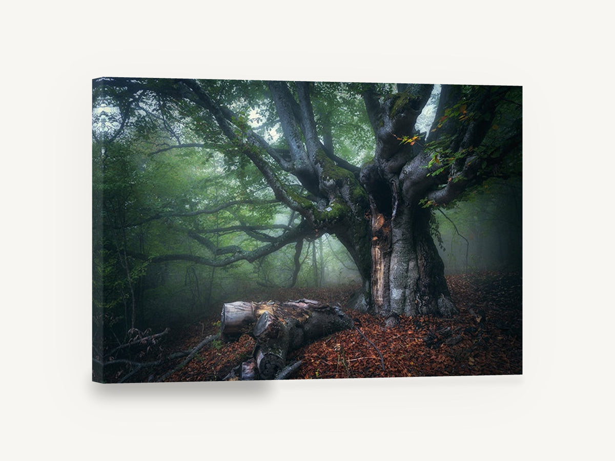 Old Beech in Morning Fog, misty old tree forest photograph, landscape canvas wall art print ready to hang