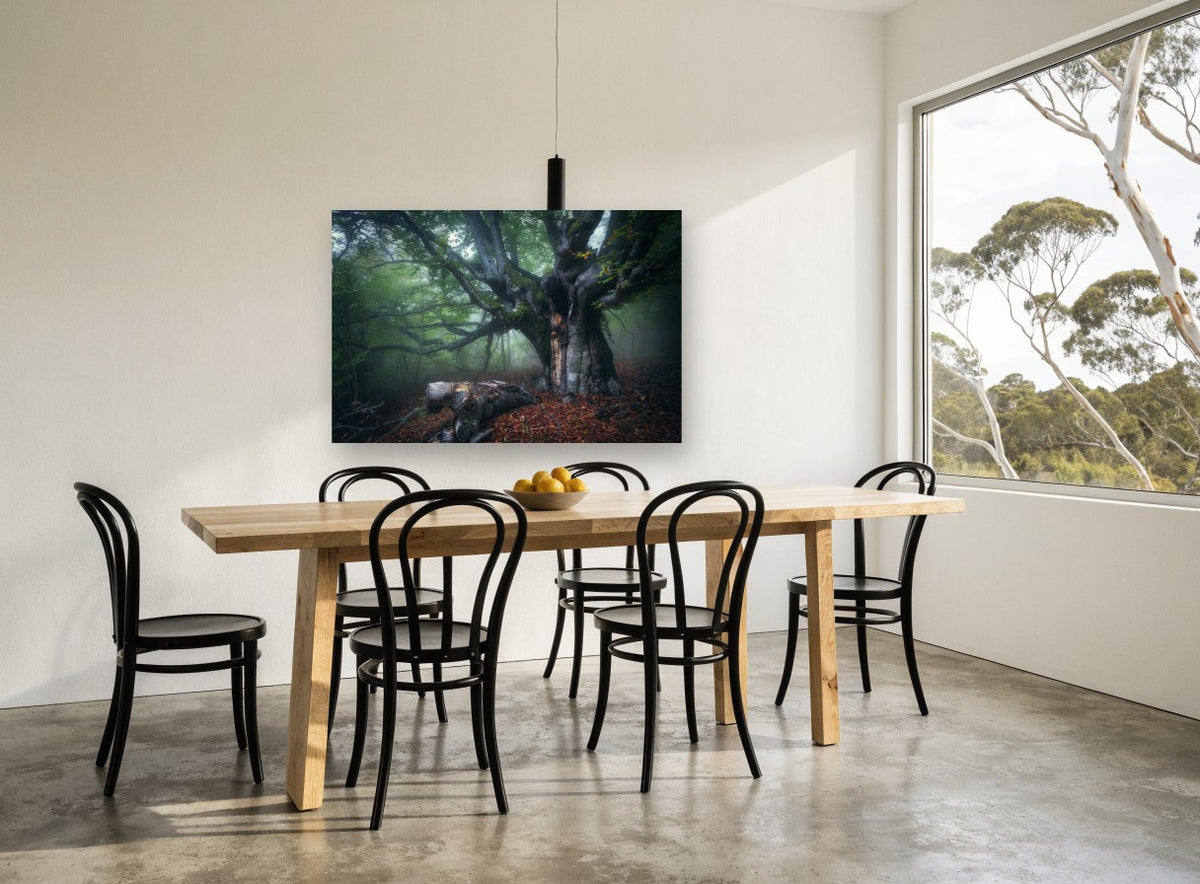 Old Beech in Morning Fog landscape canvas print on the wall of a dining room