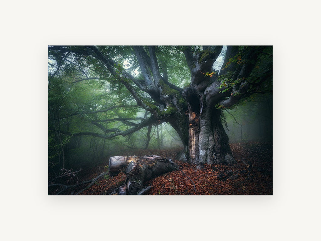 Old Beech in Morning Fog, misty old tree forest photograph, landscape canvas wall art print, front view
