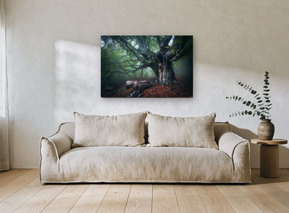 Old Beech in Morning Fog landscape canvas print on the wall of a living room