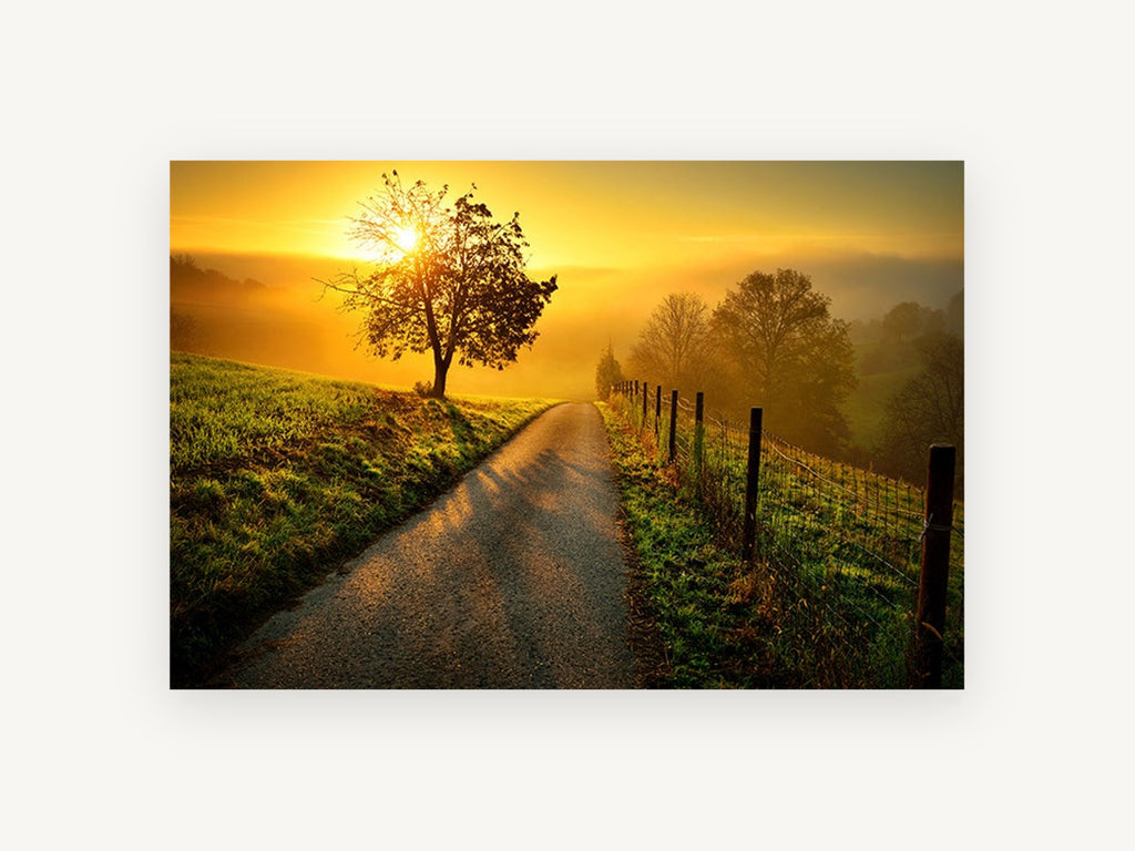Golden Lane Sunrise, sunrise country lane tree photograph, landscape canvas wall art print, front view
