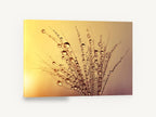 Golden Dew Seedhead, dew drops thistle seed sunset photograph, floral canvas wall art print ready to hang