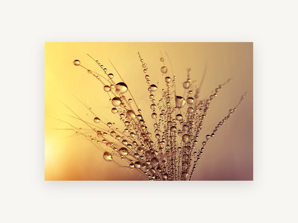 Golden Dew Seedhead, floral canvas wall art print, front view
