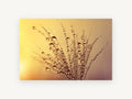 Golden Dew Seedhead, floral canvas wall art print, front view