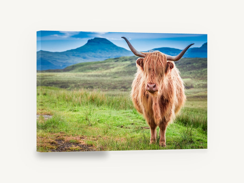 Ginger Highland Stare, highland cow mountain landscape photograph, landscape canvas wall art print ready to hang