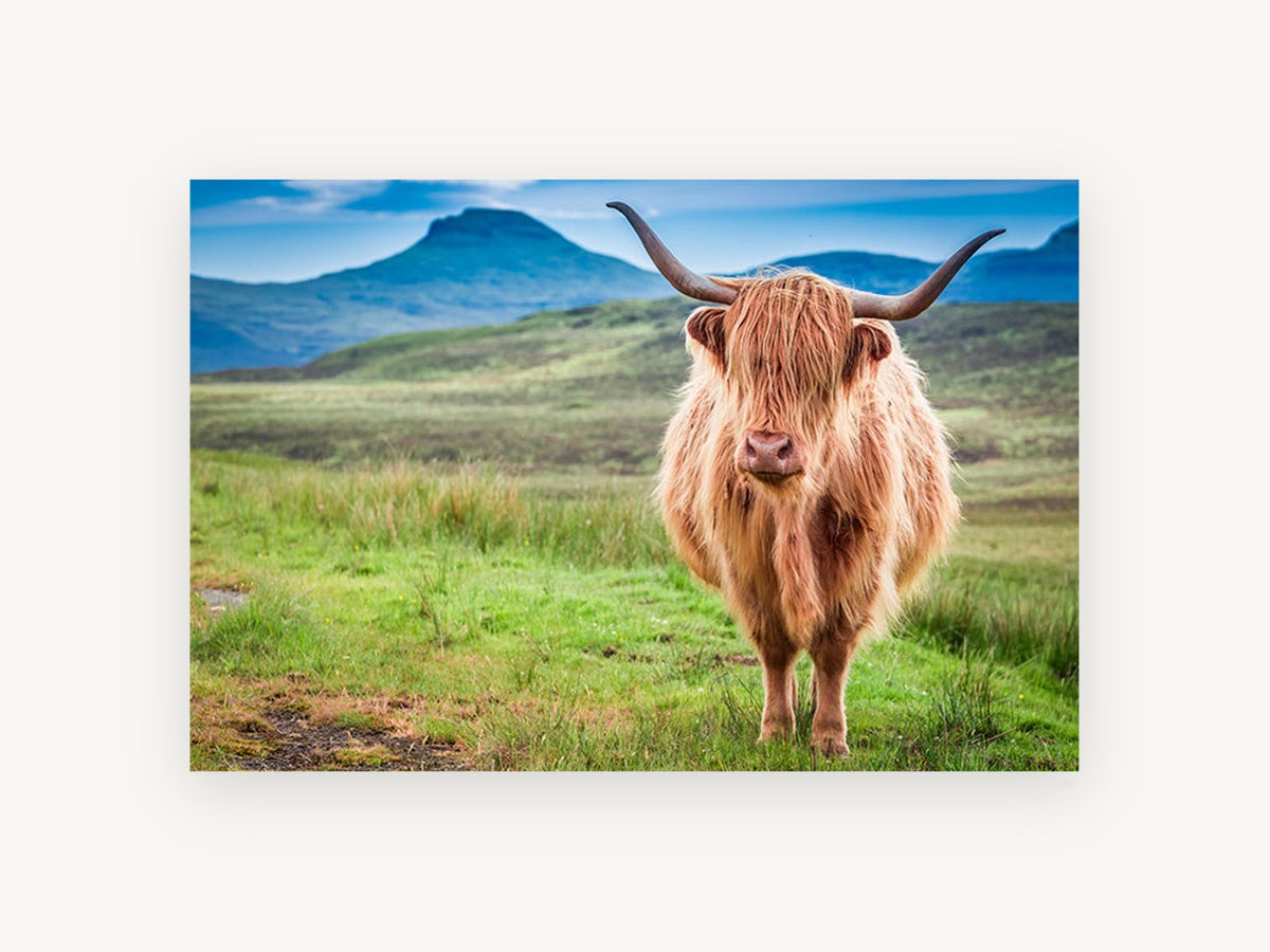 Ginger Highland Stare, highland cow mountain landscape photograph, landscape canvas wall art print, front view