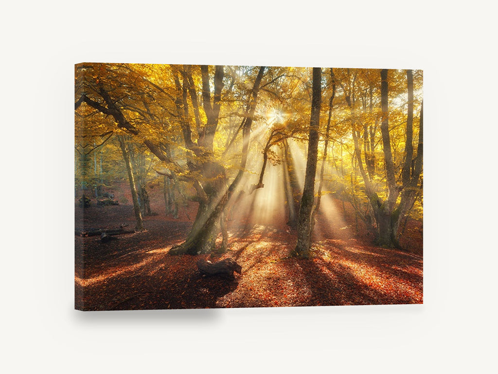 Golden Beech Light, autumn forest sunbeams photograph, landscape canvas wall art print ready to hang