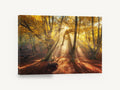 Golden Beech Light, autumn forest sunbeams photograph, landscape canvas wall art print ready to hang