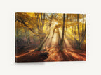 Golden Beech Light, autumn forest sunbeams photograph, landscape canvas wall art print ready to hang