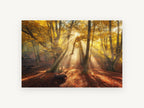 Golden Beech Light, autumn forest sunbeams photograph, landscape canvas wall art print, front view