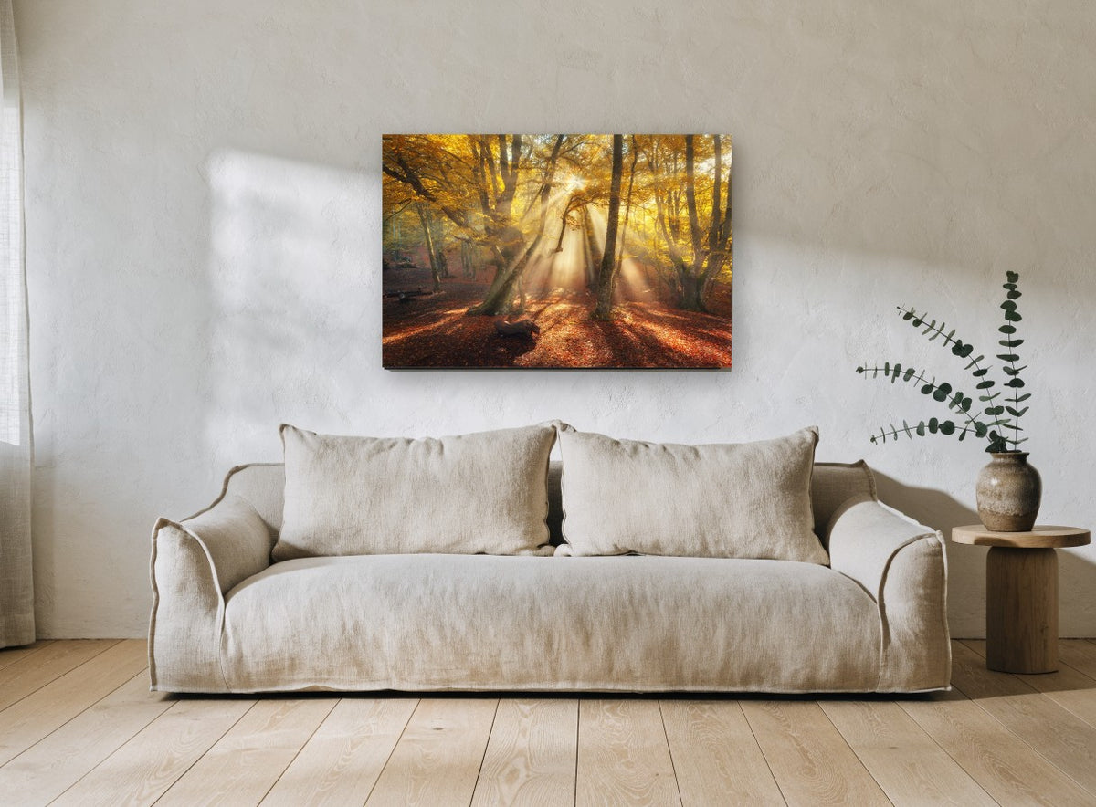 Golden Beech Light landscape canvas print on the wall of a living room