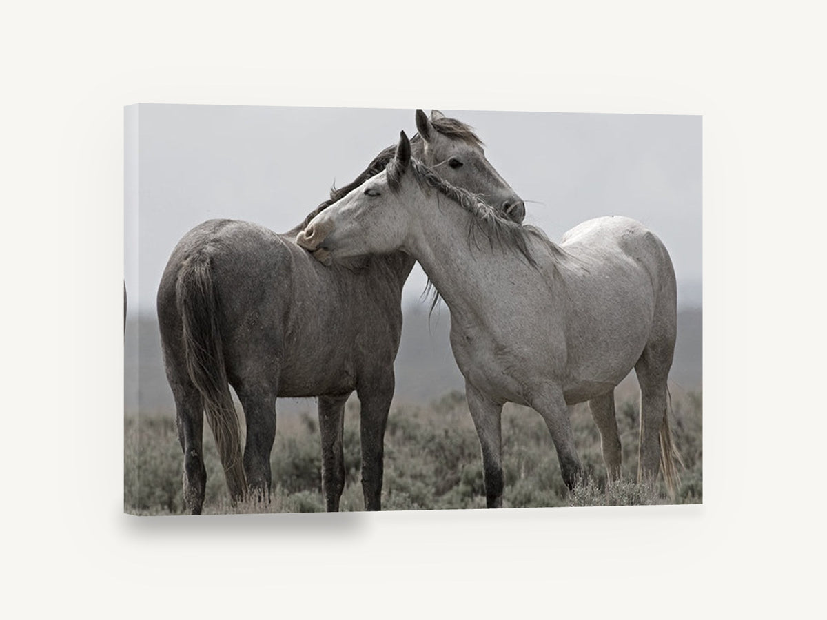 Quiet Affection, two wild horses grooming photograph, landscape canvas wall art print ready to hang