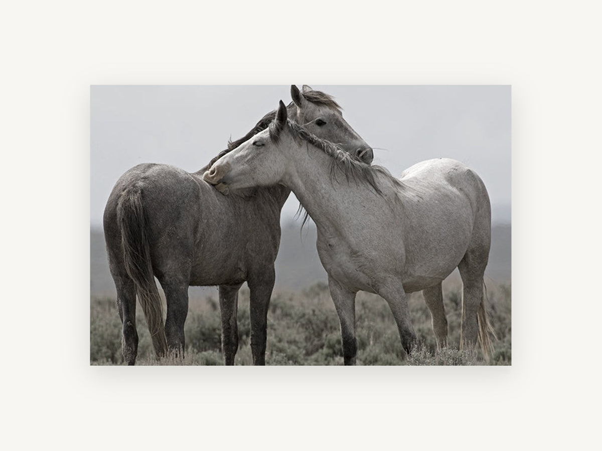 Quiet Affection, two wild horses grooming photograph, landscape canvas wall art print, front view