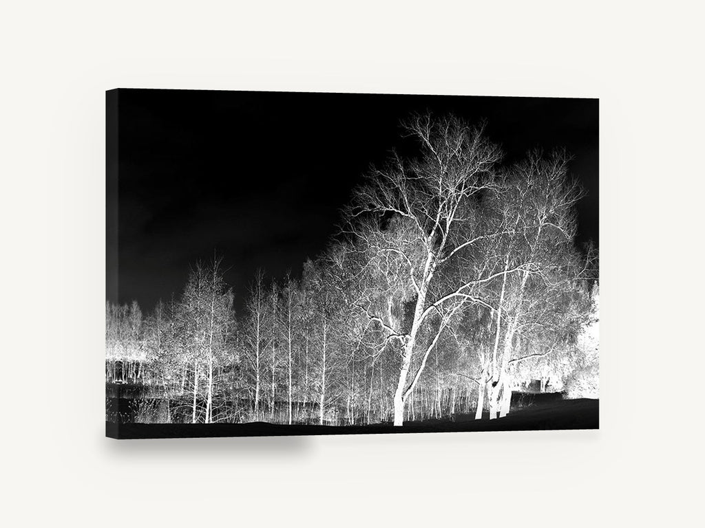 Bone White Birches, inverted black and white birch trees, landscape canvas wall art print ready to hang