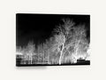 Bone White Birches, inverted black and white birch trees, landscape canvas wall art print ready to hang