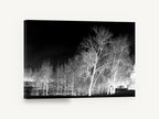 Bone White Birches, inverted black and white birch trees, landscape canvas wall art print ready to hang