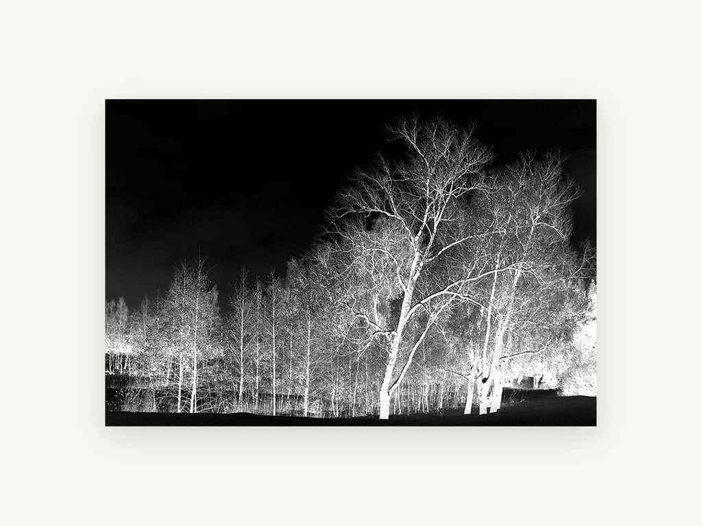 Bone White Birches, inverted black and white birch trees, landscape canvas wall art print, front view