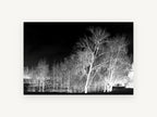 Bone White Birches, inverted black and white birch trees, landscape canvas wall art print, front view