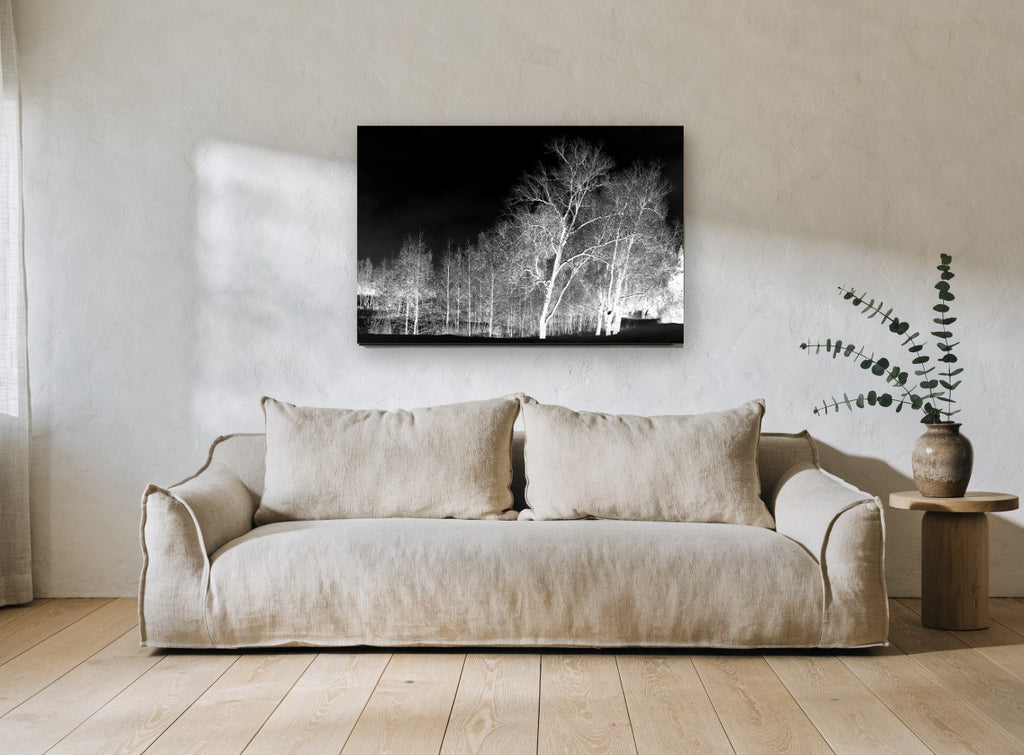 Bone White Birches landscape canvas print on the wall of a living room