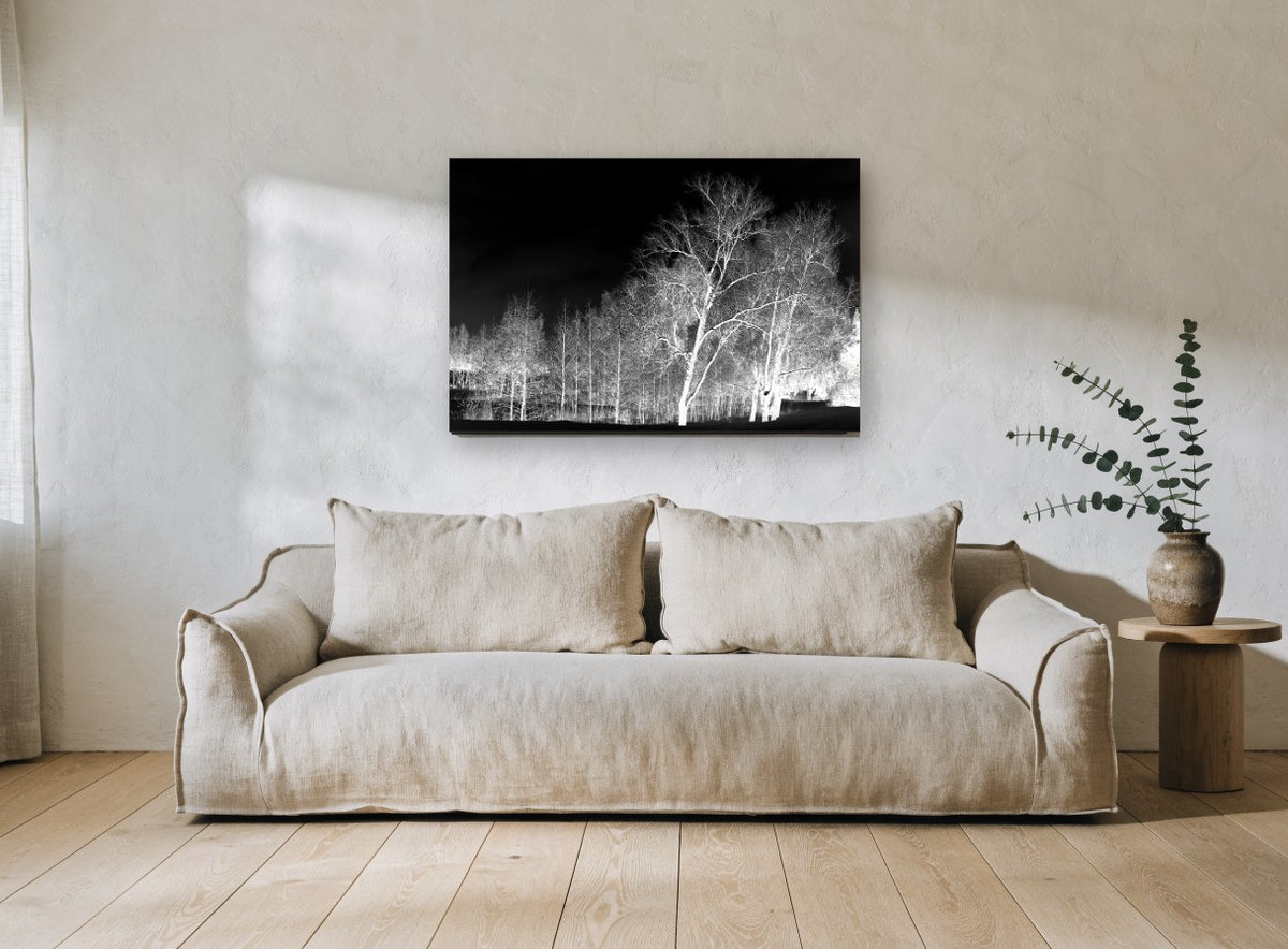 Bone White Birches landscape canvas print on the wall of a living room
