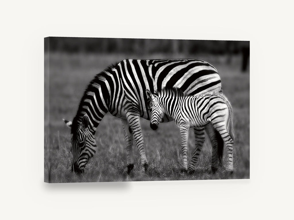 Zebra Grazing Stripes Together, zebra and foal black and white photograph, landscape canvas wall art print ready to hang