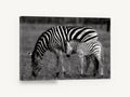 Zebra Grazing Stripes Together, zebra and foal black and white photograph, landscape canvas wall art print ready to hang